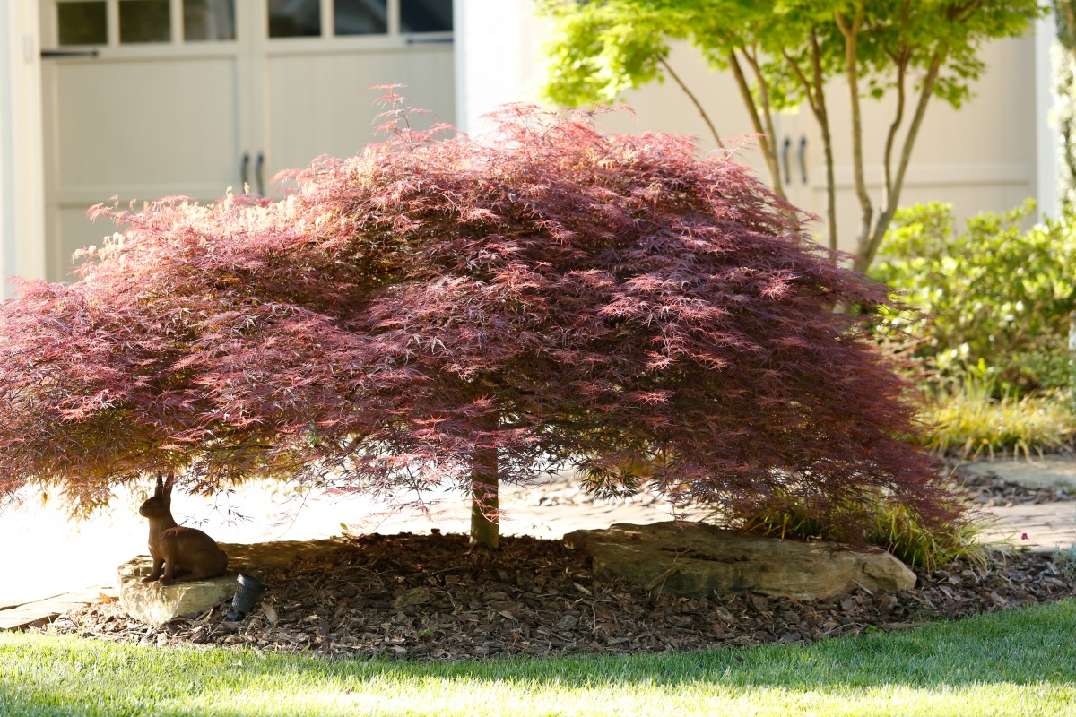 How to Choose the Right Tree for Your Landscape