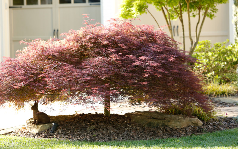 How to Choose the Right Tree for Your Landscape