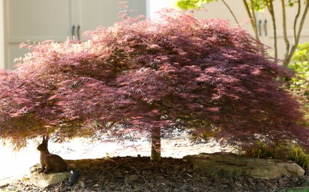 Must-Have Trees and Shrubs to Add Vibrant Fall Color to Your Yard