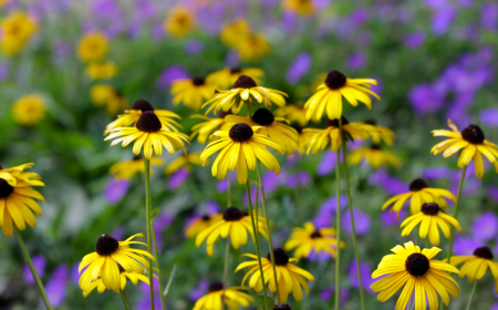 What Can You Safely Plant This Winter in Atlanta?