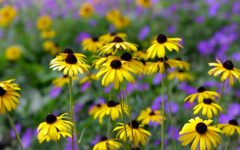 What Can You Safely Plant This Winter in Atlanta?