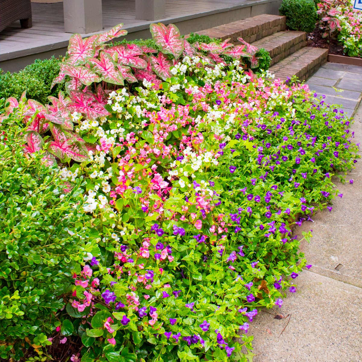 5 Rules for Planting Your Spring Annuals