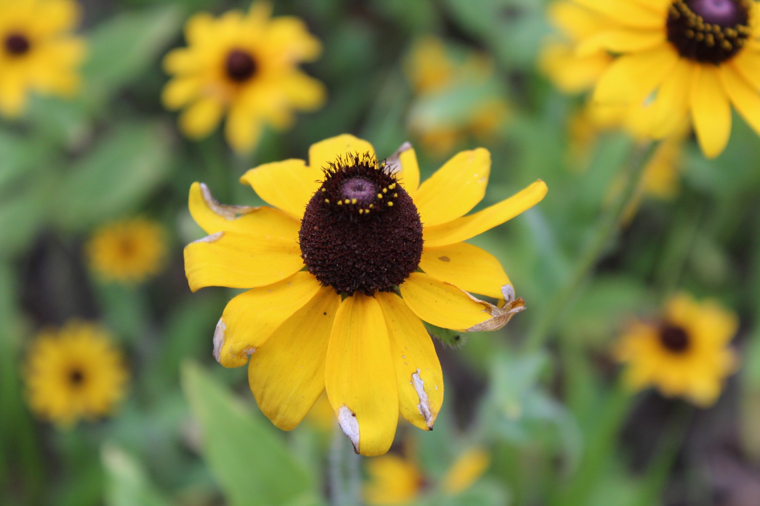 Eco-Friendly Landscapes: Water Features and Rain Gardens