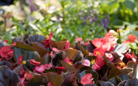 Accenting Your Landscape With Seasonal Plantings