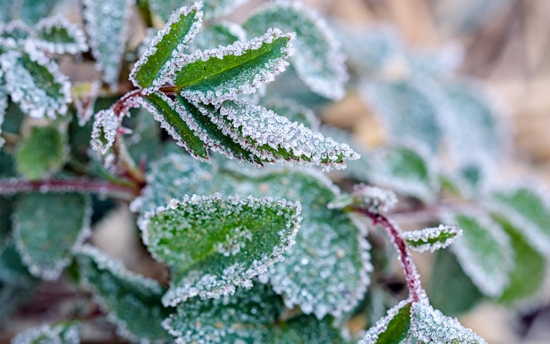 What to Do if Your Plants Have Been Damaged by the Cold