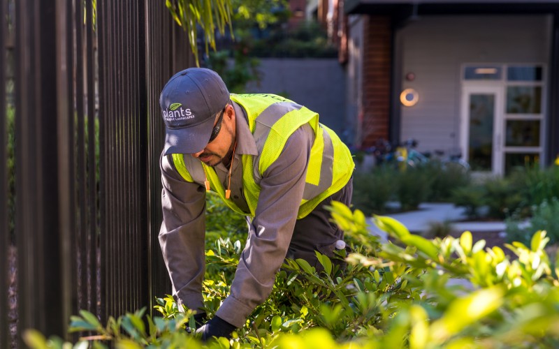 Weed Control in Atlanta: Natural vs. Synthetic Options Explained