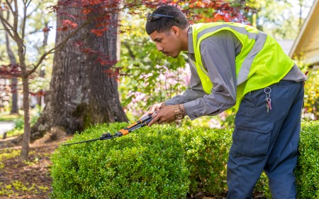 How to Prune Your Trees & Shrubs