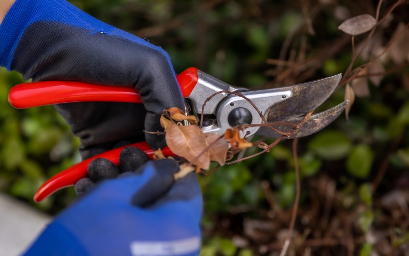 Rejuvenation Pruning: Why January & February Are the Best Time in the Southeast