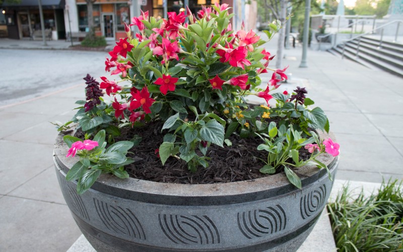 Potted annuals at Decatur Square.