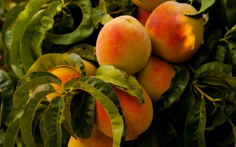 Peach tree with fruit.