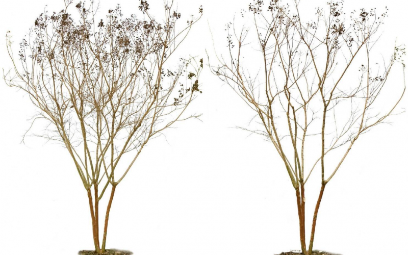 Embrace the Beauty: A Guide to Lovingly Pruning Your Crepe Myrtles