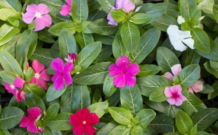 How to Plan an Annual Flower Bed